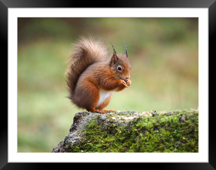 Red Squirrel Feeding. Framed Mounted Print by Tommy Dickson