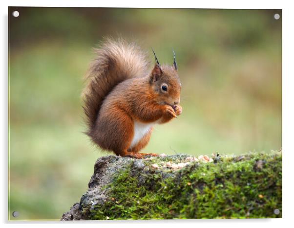Red Squirrel Feeding. Acrylic by Tommy Dickson