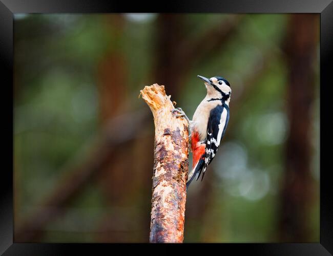 Great Spotted Woodpecker Framed Print by Tommy Dickson