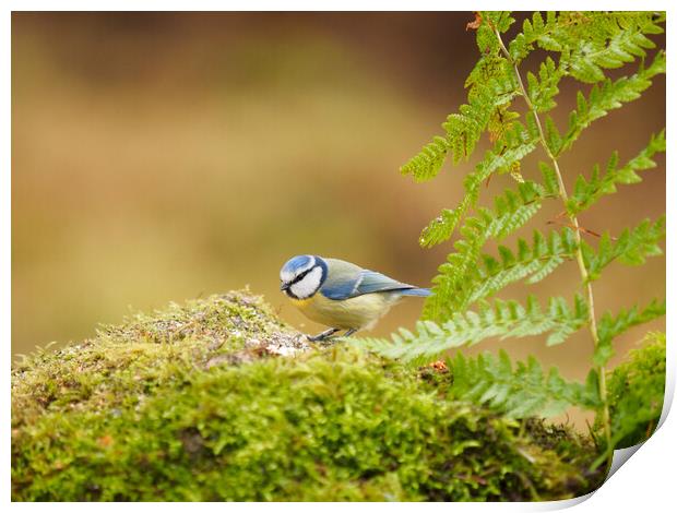 Blue Tit. Print by Tommy Dickson