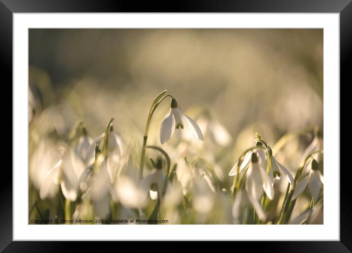 sunlit Snowdrops Framed Mounted Print by Simon Johnson