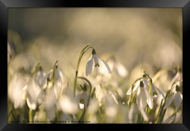 sunlit Snowdrops Framed Print by Simon Johnson