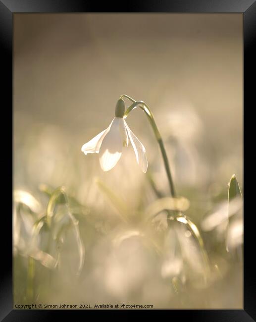 sunlit Snowdrop Framed Print by Simon Johnson