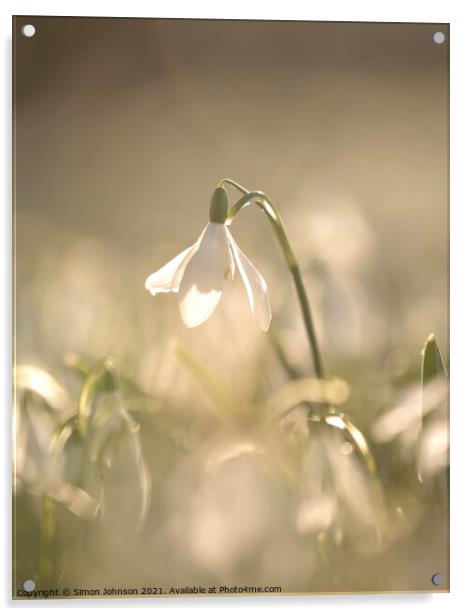sunlit Snowdrop Acrylic by Simon Johnson