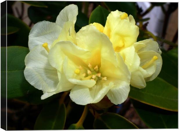 Yellow rhododendron Canvas Print by Roy Hinchliffe