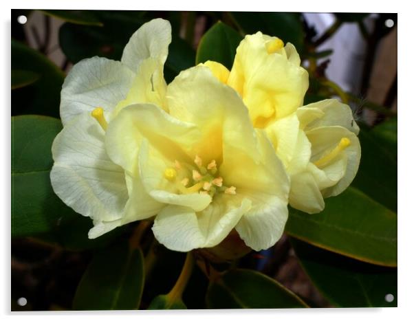Yellow rhododendron Acrylic by Roy Hinchliffe