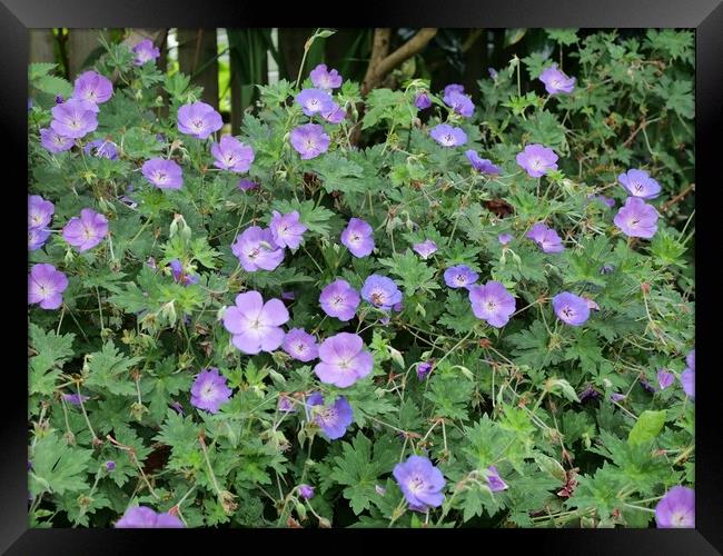 Geranium Rozanne Framed Print by Roy Hinchliffe