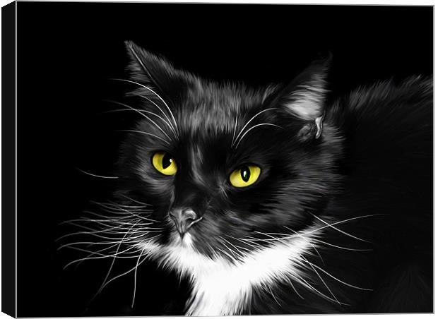 Sox - Domestic Black and White Cat Canvas Print by Julie Hoddinott