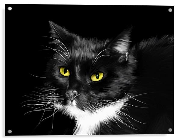 Sox - Domestic Black and White Cat Acrylic by Julie Hoddinott