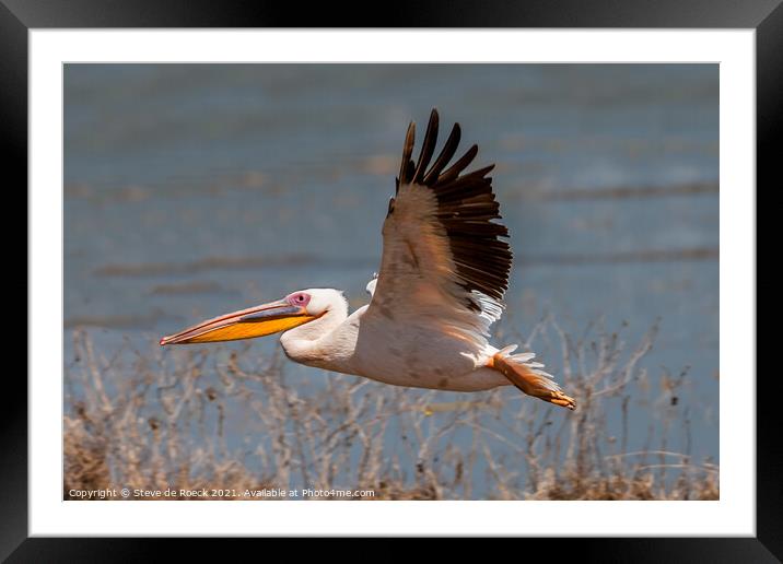 A Great White Pelican flying over a body of water Framed Mounted Print by Steve de Roeck