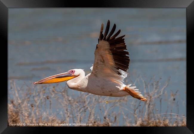 A Great White Pelican flying over a body of water Framed Print by Steve de Roeck