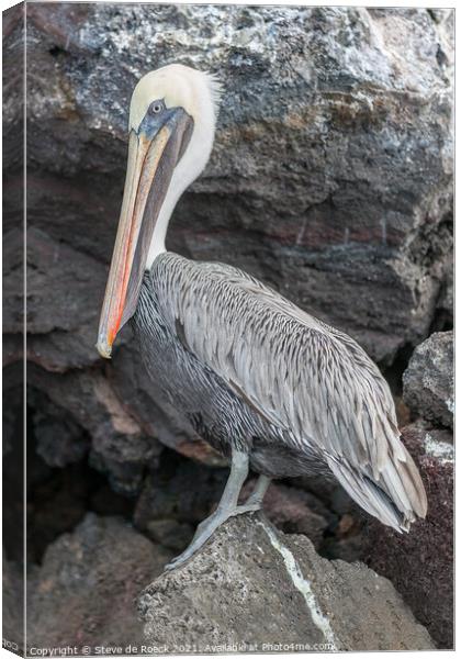 Galapagos Pelican; Pelecanus occidentalis urinator Canvas Print by Steve de Roeck