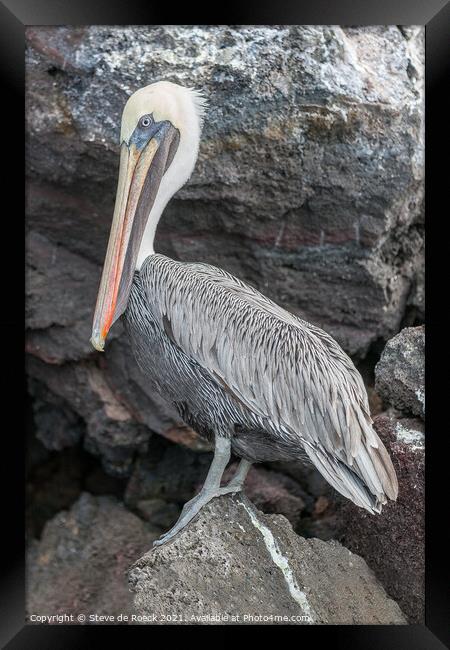 Galapagos Pelican; Pelecanus occidentalis urinator Framed Print by Steve de Roeck