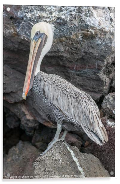 Galapagos Pelican; Pelecanus occidentalis urinator Acrylic by Steve de Roeck
