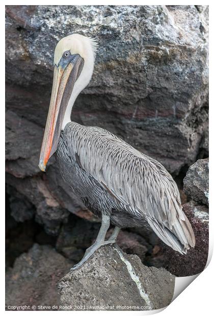 Galapagos Pelican; Pelecanus occidentalis urinator Print by Steve de Roeck