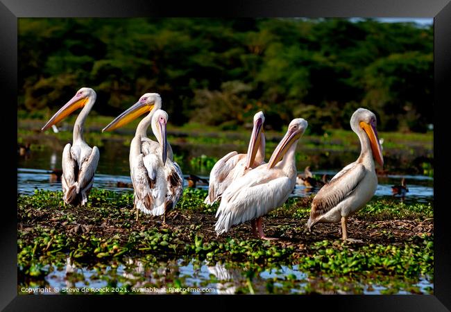 Pelican Party Framed Print by Steve de Roeck