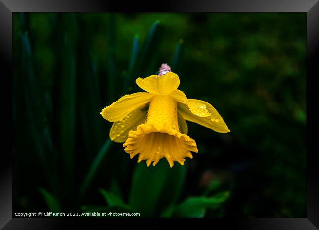 Daffodil Framed Print by Cliff Kinch