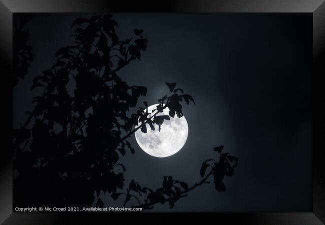 Full Moon through tree Framed Print by Nic Croad