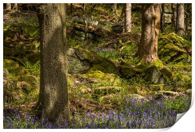 Bluebells (Hyacinthoides non-scripta)  Print by chris smith