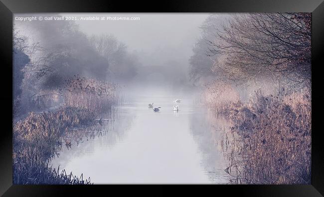 Swans in the mist  Framed Print by Gail Vasil