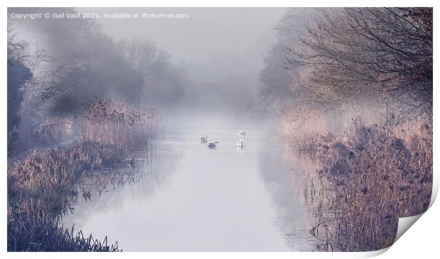 Swans in the mist  Print by Gail Vasil