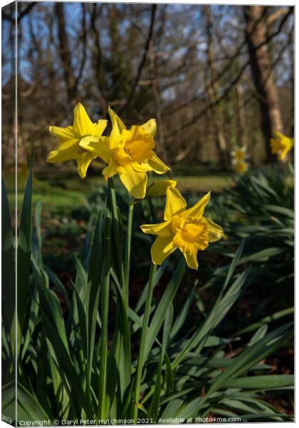 Spring time daffodils Canvas Print by Daryl Peter Hutchinson