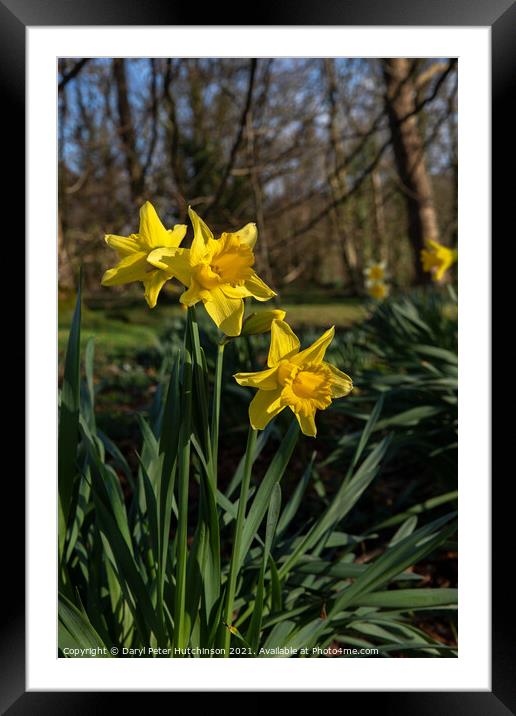 Spring time daffodils Framed Mounted Print by Daryl Peter Hutchinson