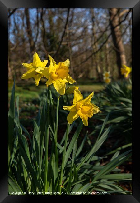 Spring time daffodils Framed Print by Daryl Peter Hutchinson