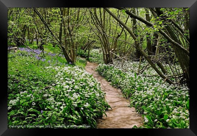 Wild Garlic Woodland Path Framed Print by Diana Mower