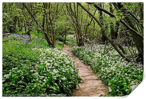 Wild Garlic Woodland Path Print by Diana Mower