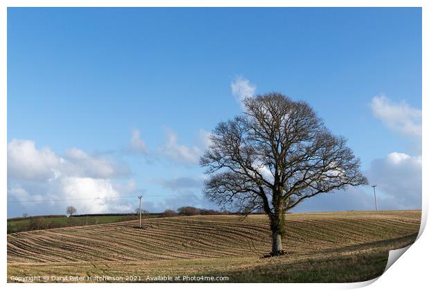 A lone tree Print by Daryl Peter Hutchinson