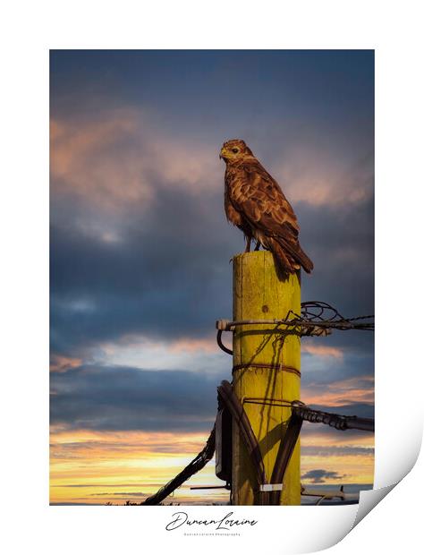 Signed Buzzard Print Print by Duncan Loraine