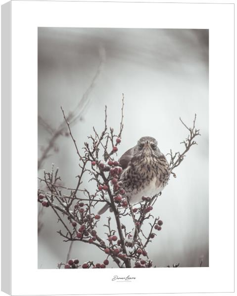 Signed Print of Bird in Bush Canvas Print by Duncan Loraine