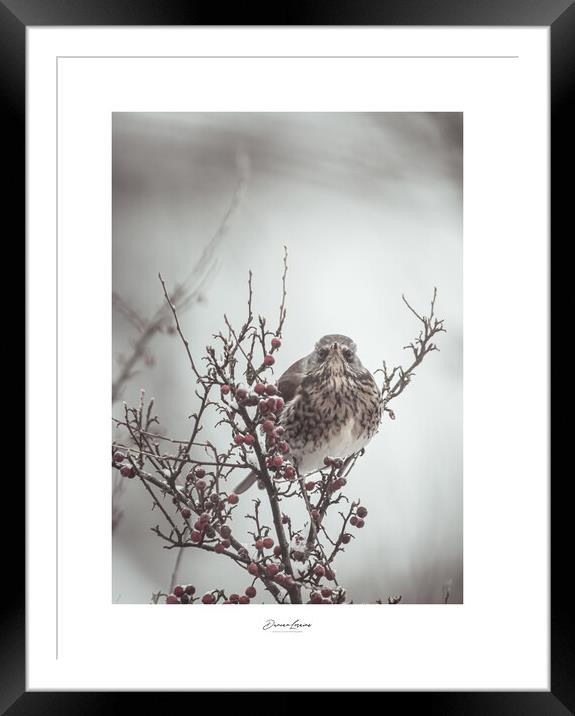 Signed Print of Bird in Bush Framed Mounted Print by Duncan Loraine