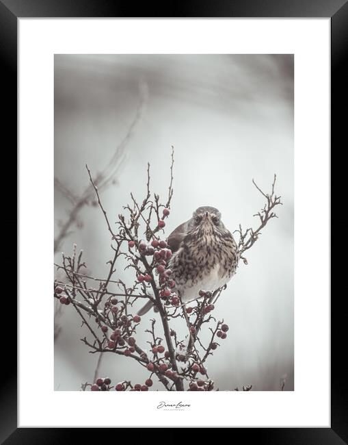 Signed Print of Bird in Bush Framed Print by Duncan Loraine
