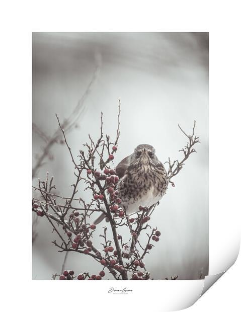 Signed Print of Bird in Bush Print by Duncan Loraine