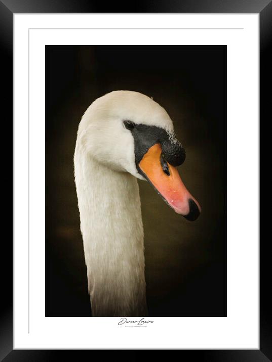 Swan Signed Print Framed Mounted Print by Duncan Loraine