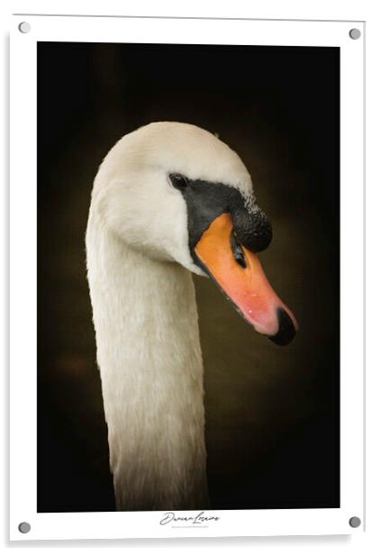 Swan Signed Print Acrylic by Duncan Loraine
