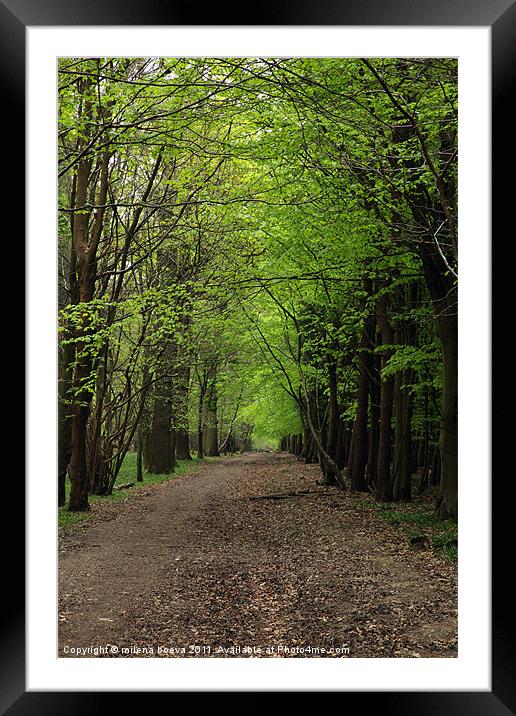 spring in the forest Framed Mounted Print by milena boeva