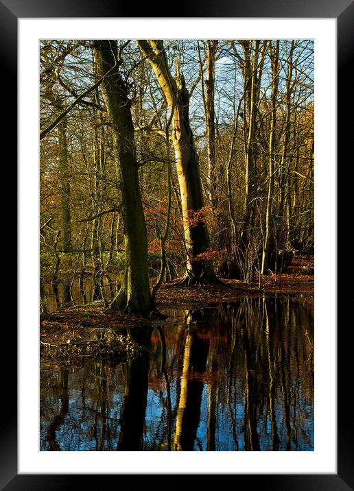 Flooded Woodland (2) Framed Mounted Print by Jim Jones