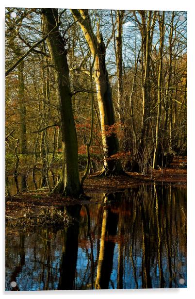 Flooded Woodland (2) Acrylic by Jim Jones