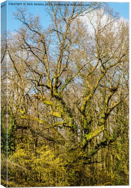 Woods at the end of February before Spring arrives Canvas Print by Nick Jenkins
