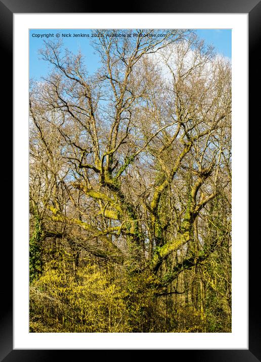 Woods at the end of February before Spring arrives Framed Mounted Print by Nick Jenkins