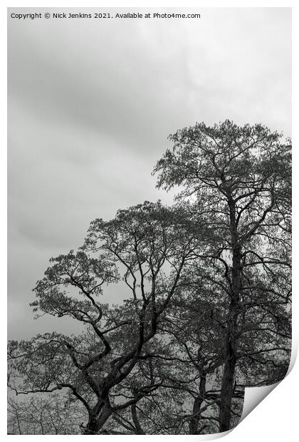 Winter Sky Winter Trees Woodland Monochrome Print by Nick Jenkins