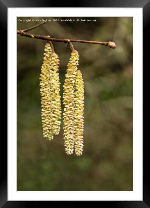 Small clump of Hazel catkins in early Spring Framed Mounted Print by Nick Jenkins