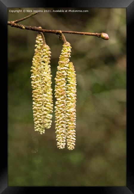 Small clump of Hazel catkins in early Spring Framed Print by Nick Jenkins