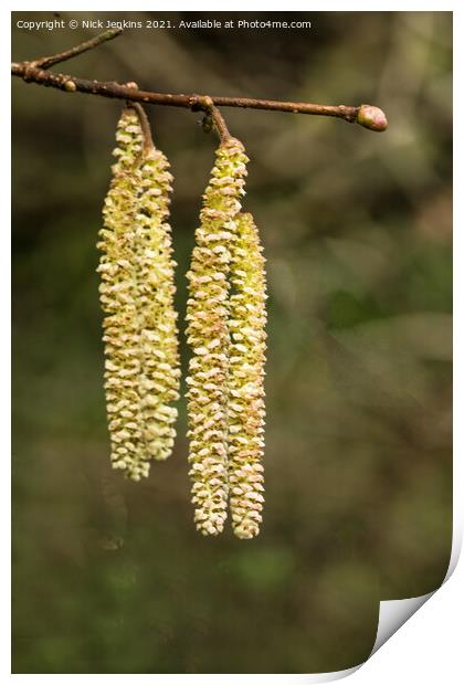 Small clump of Hazel catkins in early Spring Print by Nick Jenkins