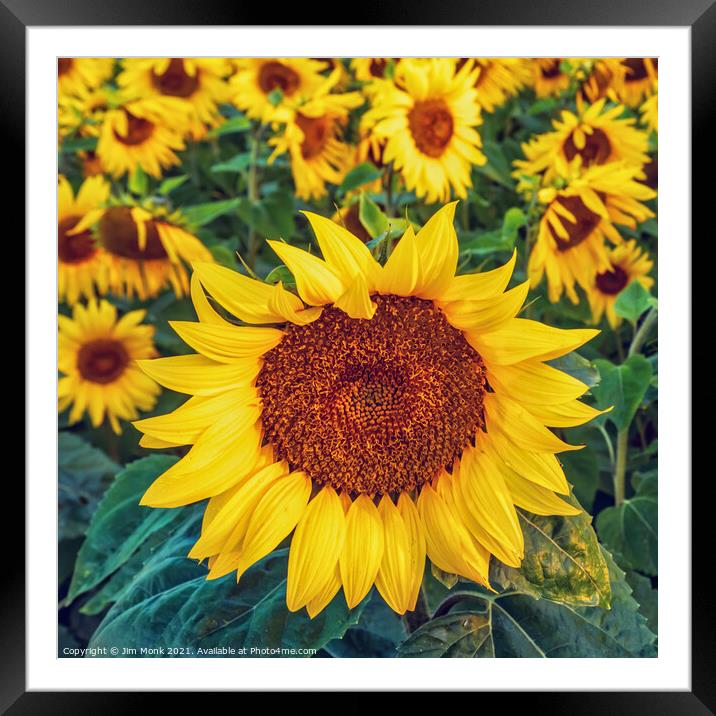 Sunflowers Framed Mounted Print by Jim Monk