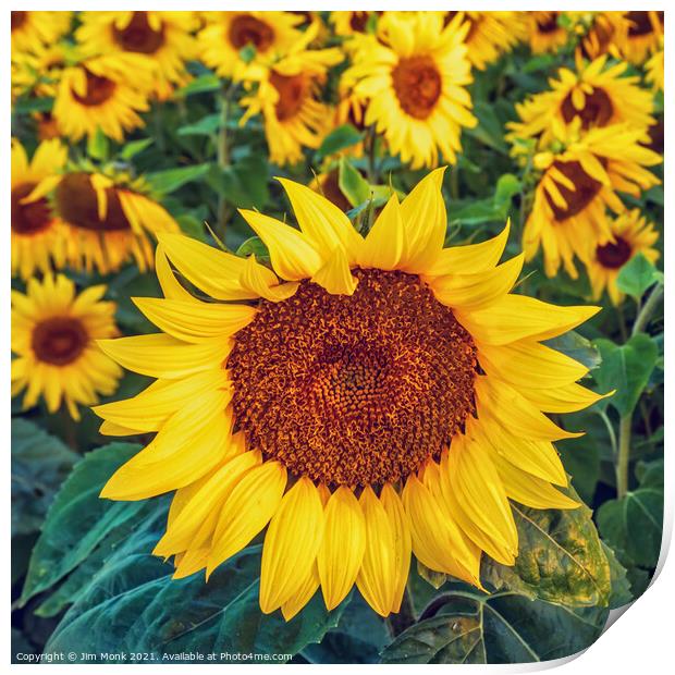 Sunflowers Print by Jim Monk