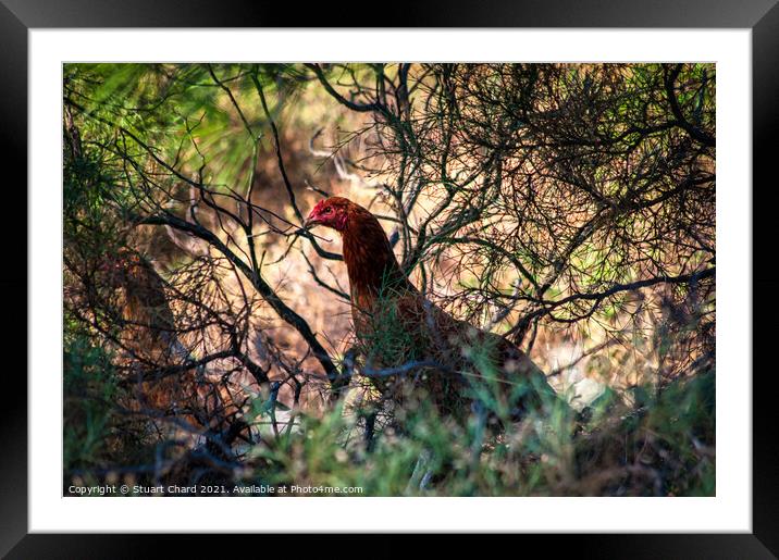 Grouse in wild habitat Framed Mounted Print by Travel and Pixels 